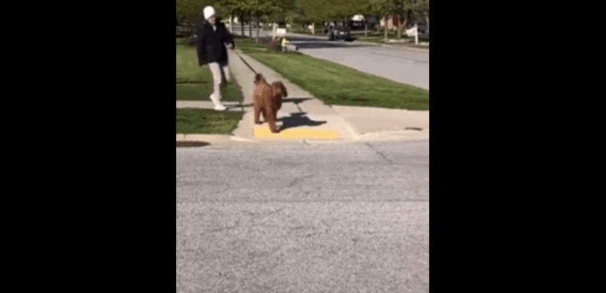 Dog Crossing Street