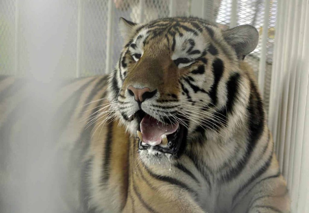 Fans had some questions after LSU announced that their beloved mascot, Mike The Tiger" had received the COVID vaccine